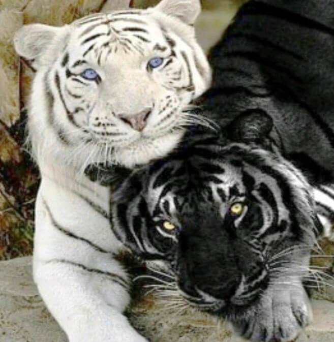 White & Black Tigers