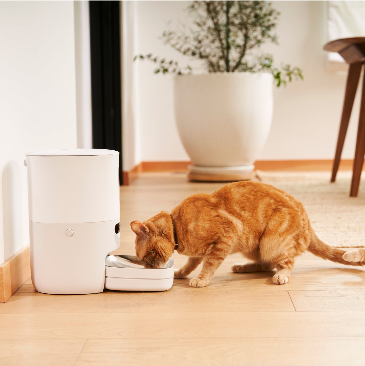 Smart Pet Feeder